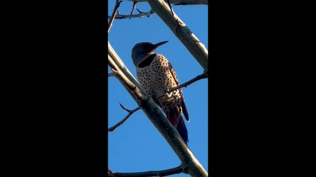 Шилоклювый дятел - ML646852136