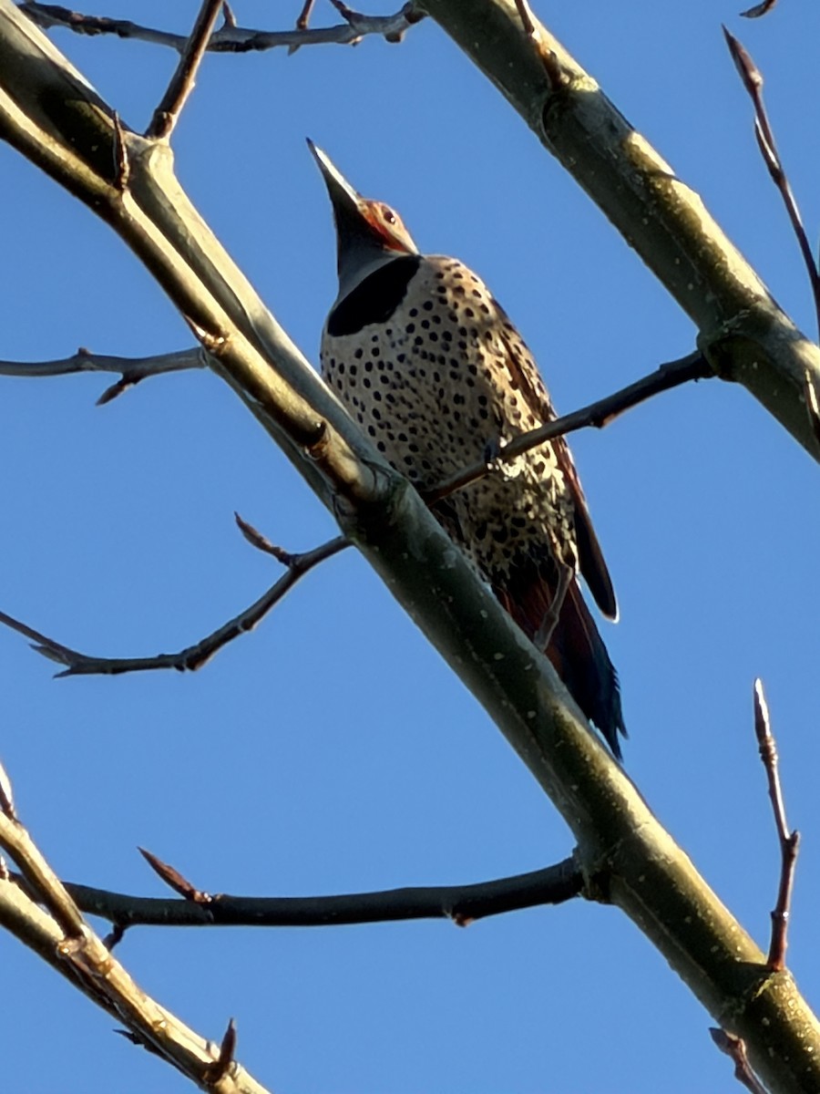 Northern Flicker - ML646852137