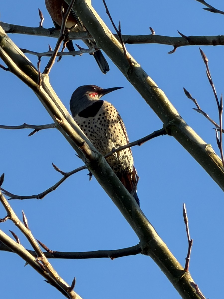 Northern Flicker - ML646852138
