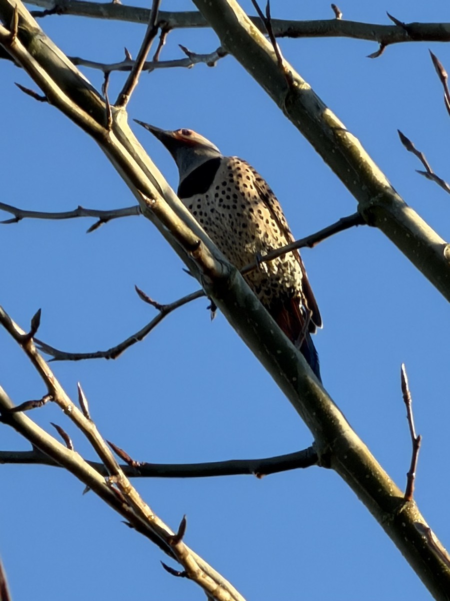 Northern Flicker - ML646852139