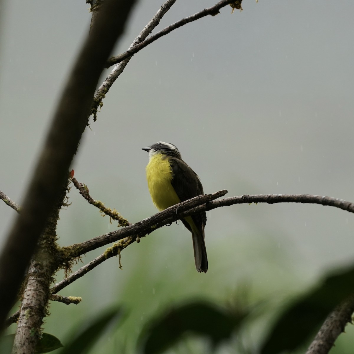 Rusty-margined Flycatcher - ML646852141