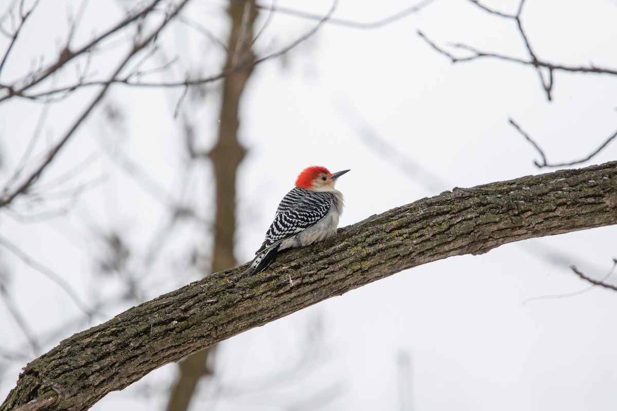 Red-bellied Woodpecker - ML646852142