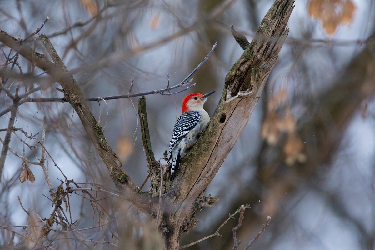 Red-bellied Woodpecker - ML646852143