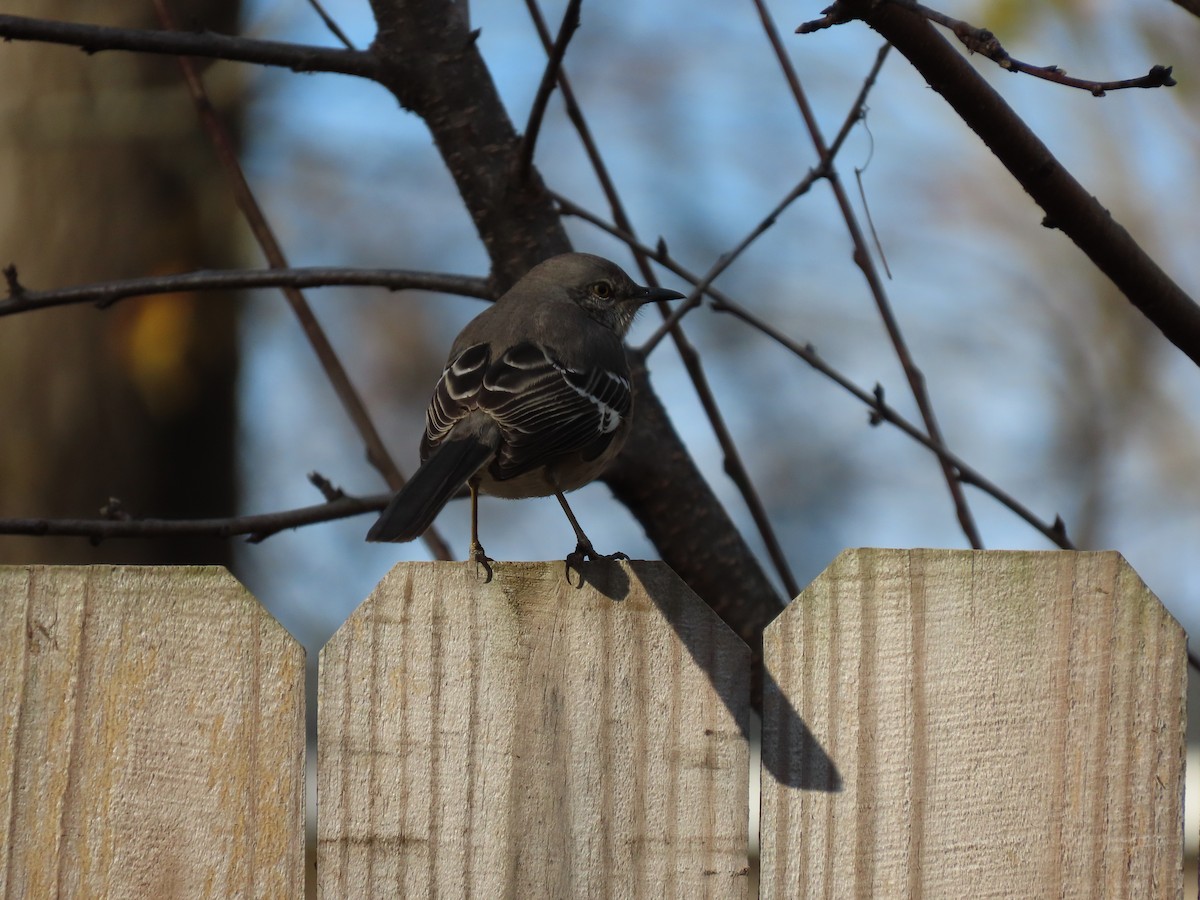 Northern Mockingbird - ML646852155