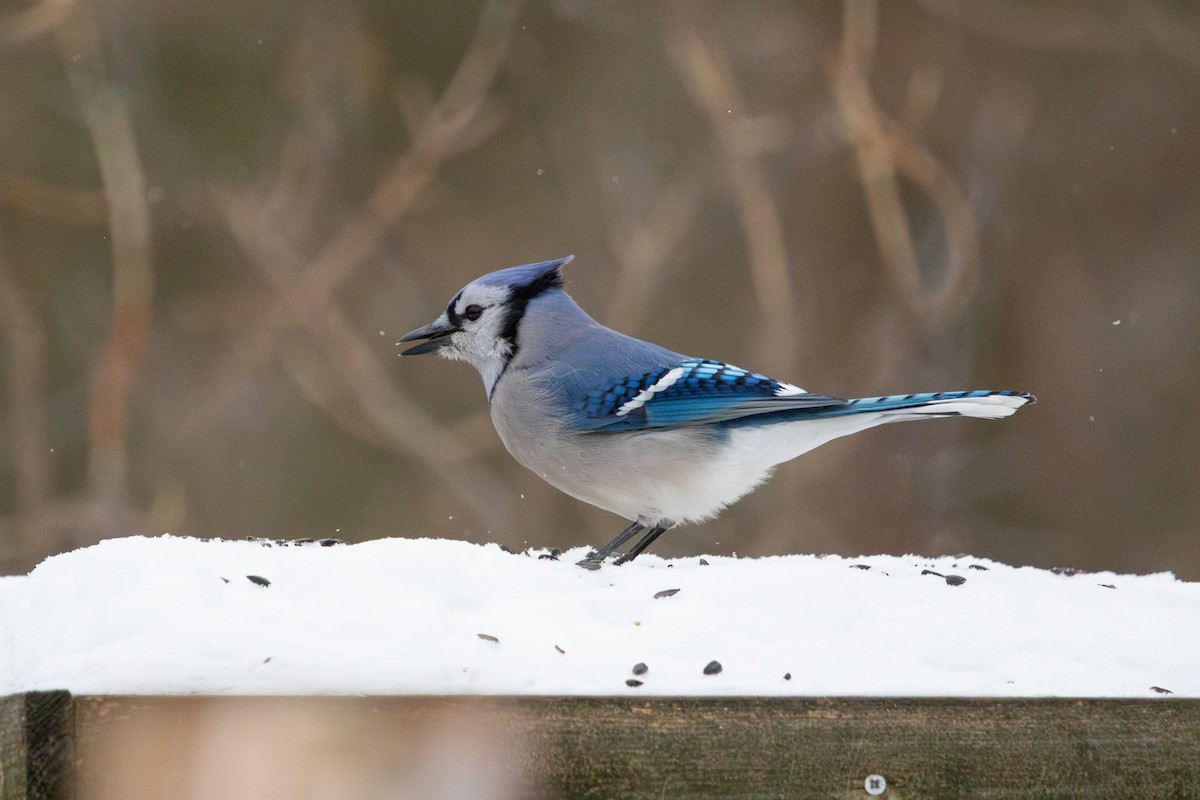 Mavi Karga - ML646852165