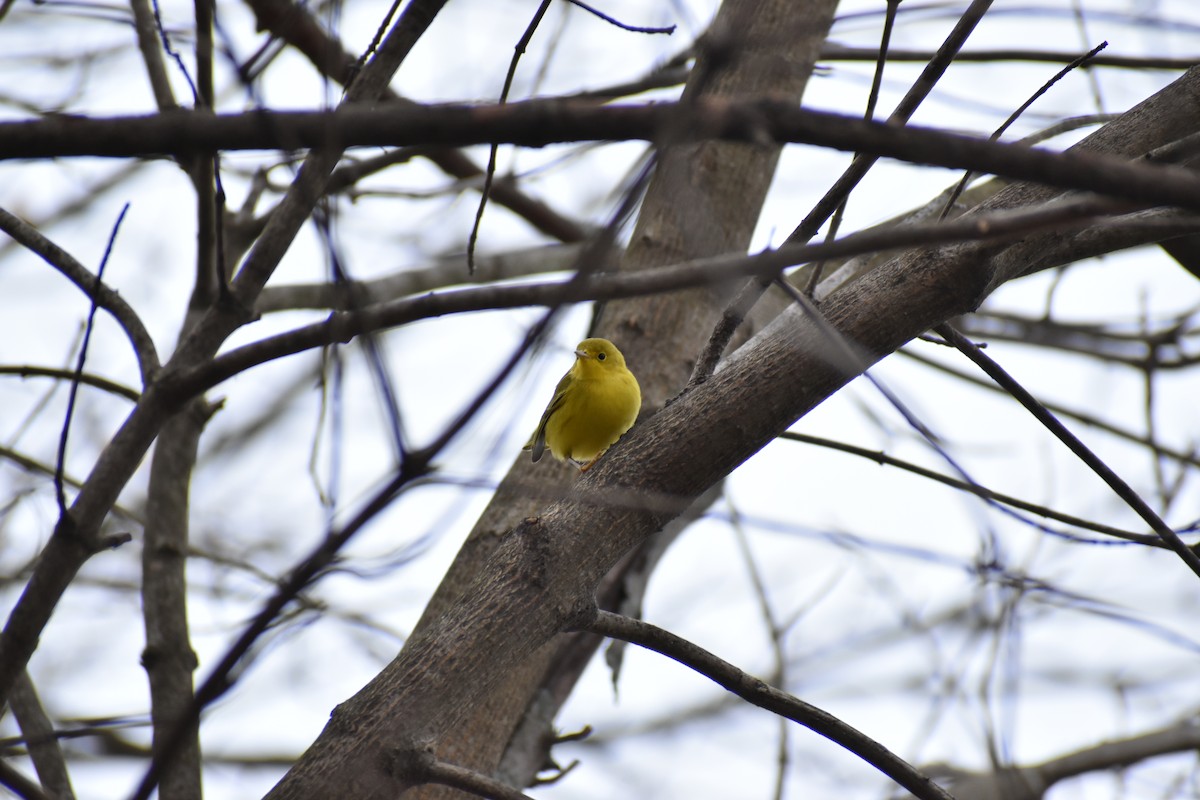 Northern Yellow Warbler - ML646852166