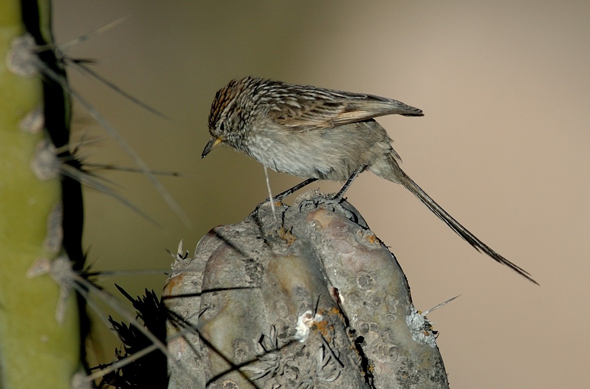 Streaked Tit-Spinetail - ML646852167