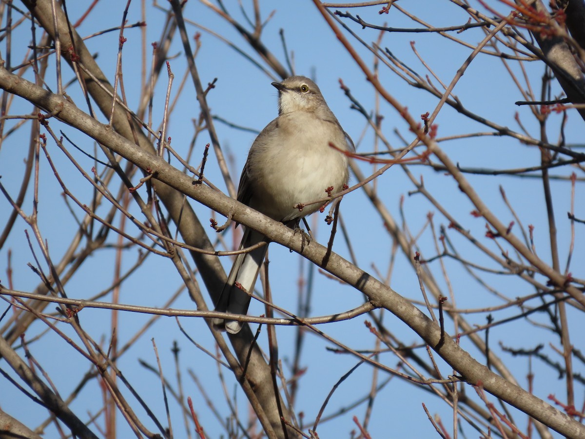 Northern Mockingbird - ML646852169