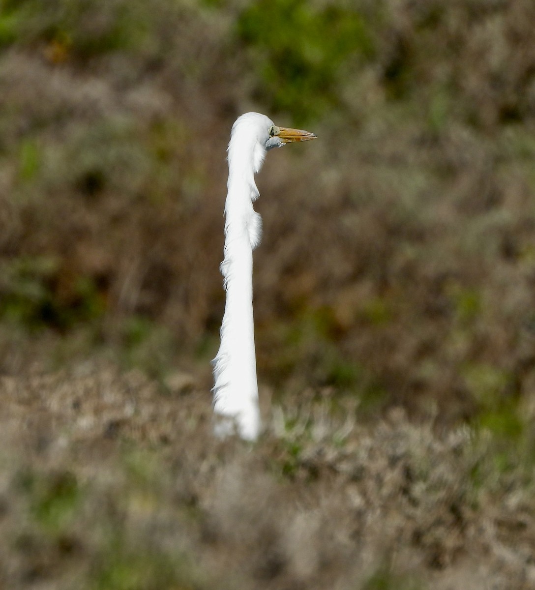 Great Egret - ML646852172