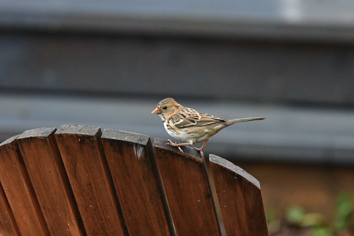 Harris's Sparrow - ML646852173