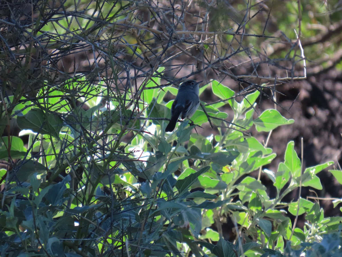 Black-tailed Gnatcatcher - ML646852203