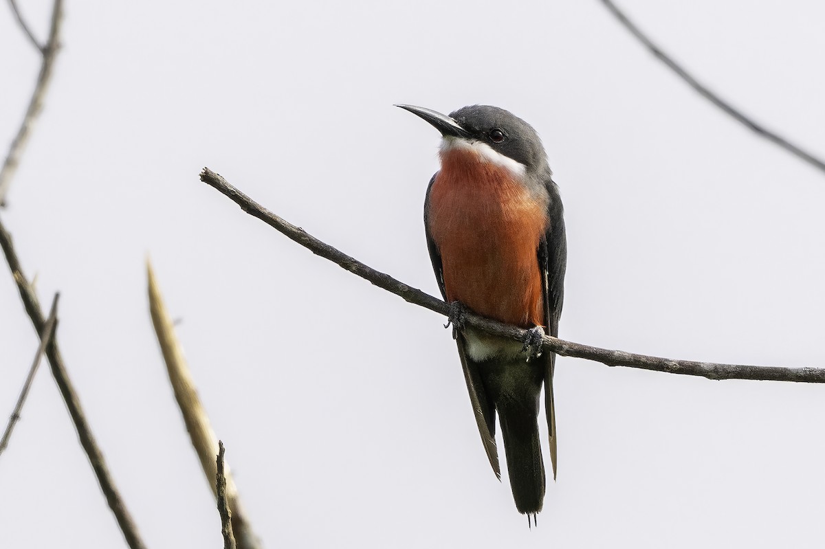 バライロハチクイ - ML646852210