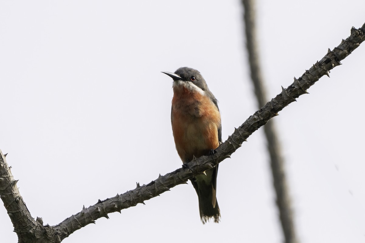 バライロハチクイ - ML646852212