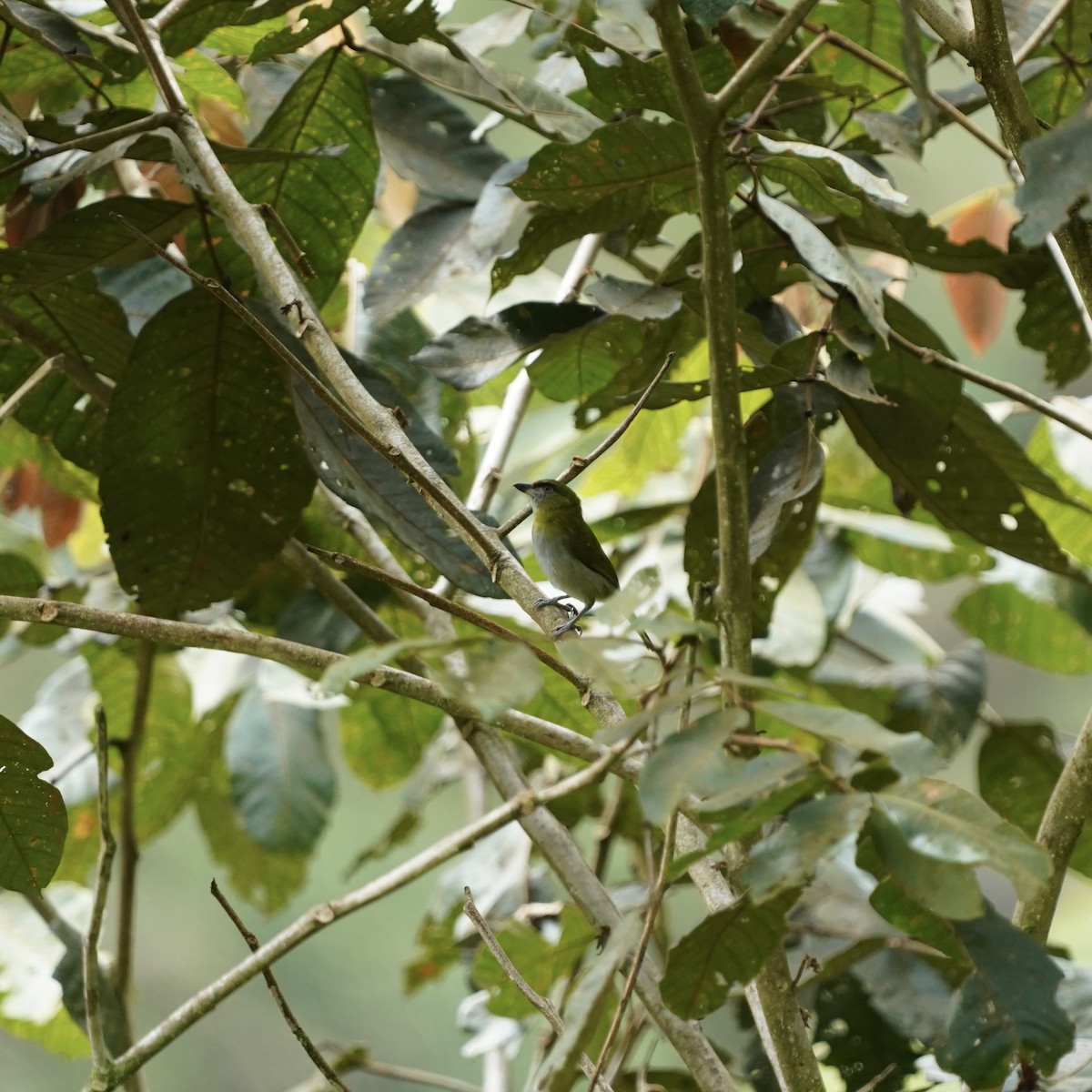 Black-billed Peppershrike - ML646852217