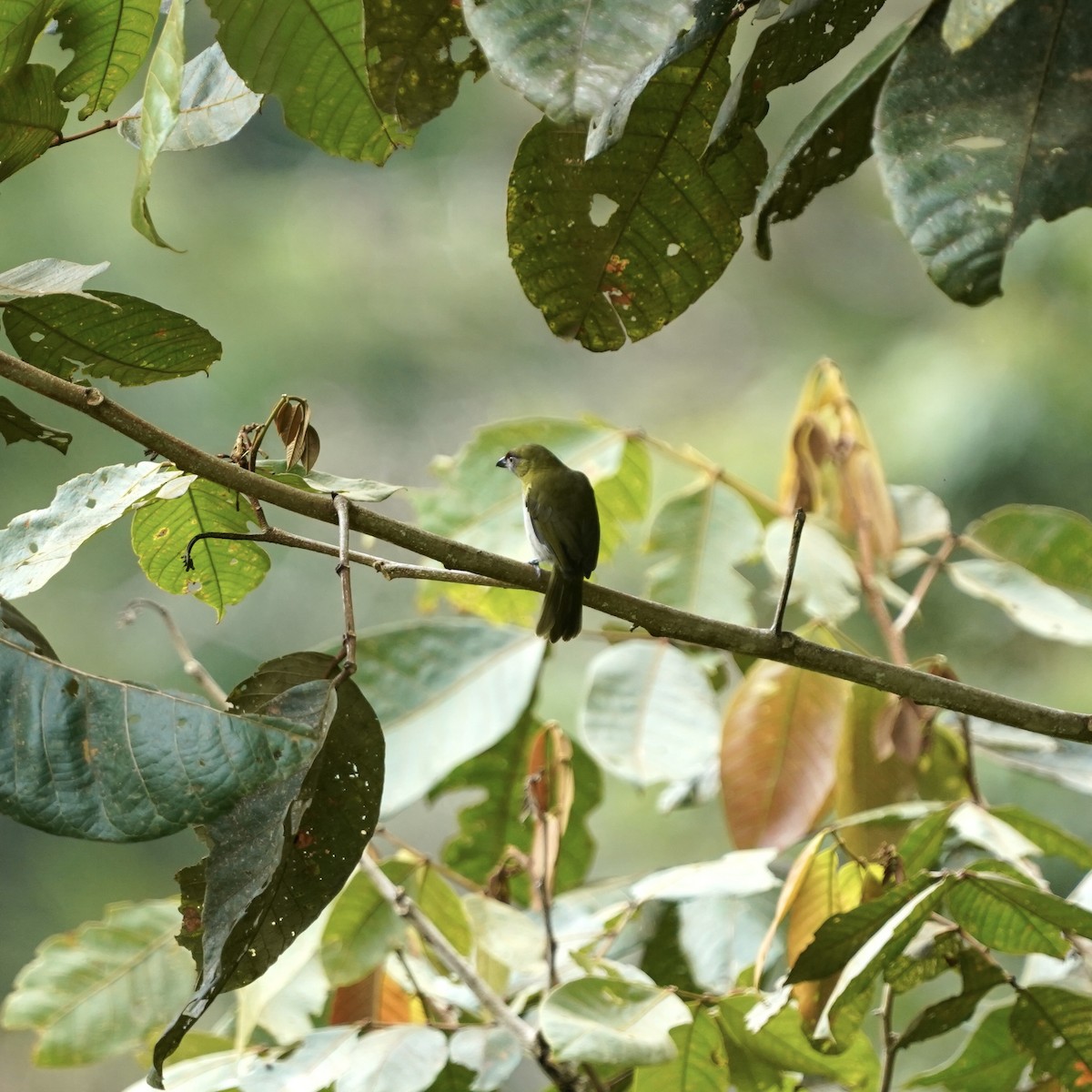 Black-billed Peppershrike - ML646852218