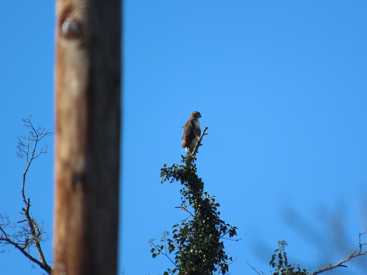 Poiana codarossa - ML646852220