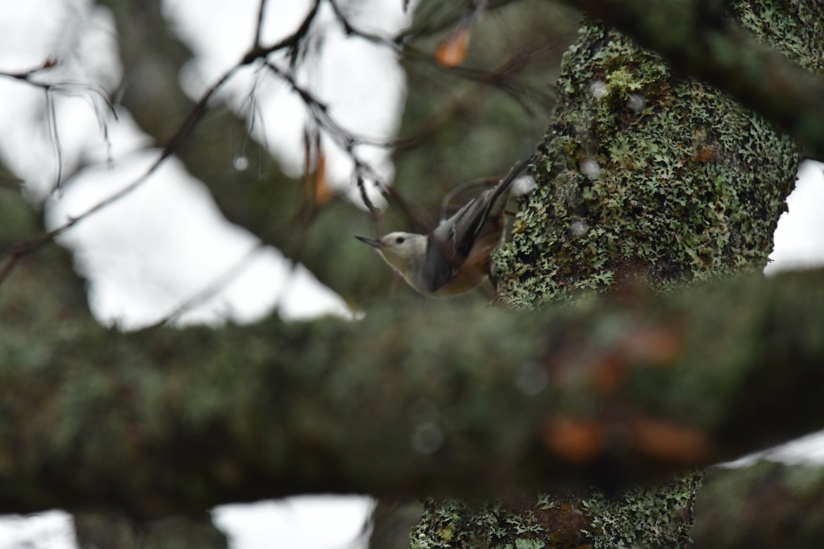 White-breasted Nuthatch - ML646852221