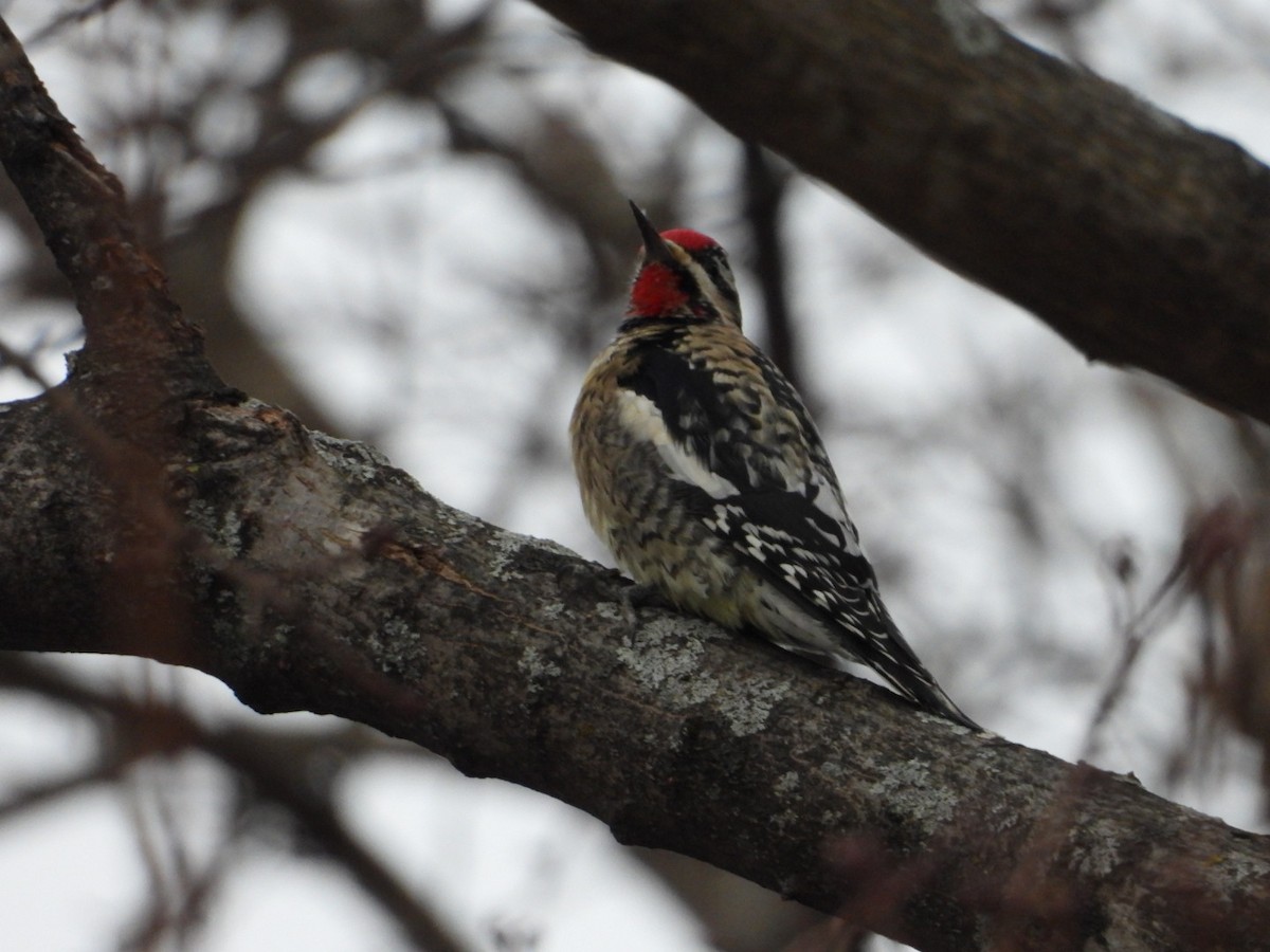 シルスイキツツキ - ML646852250