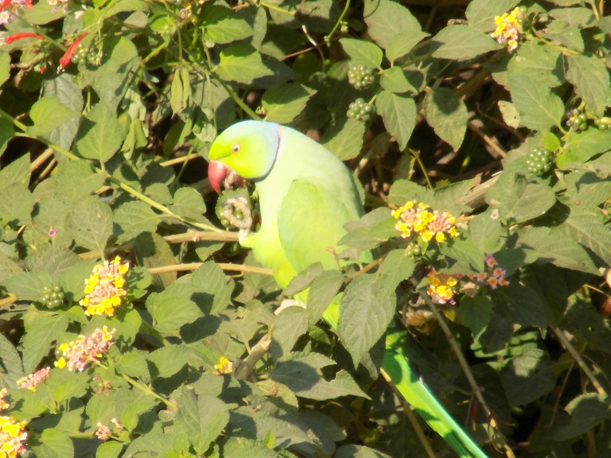 Rose-ringed Parakeet - ML646852253