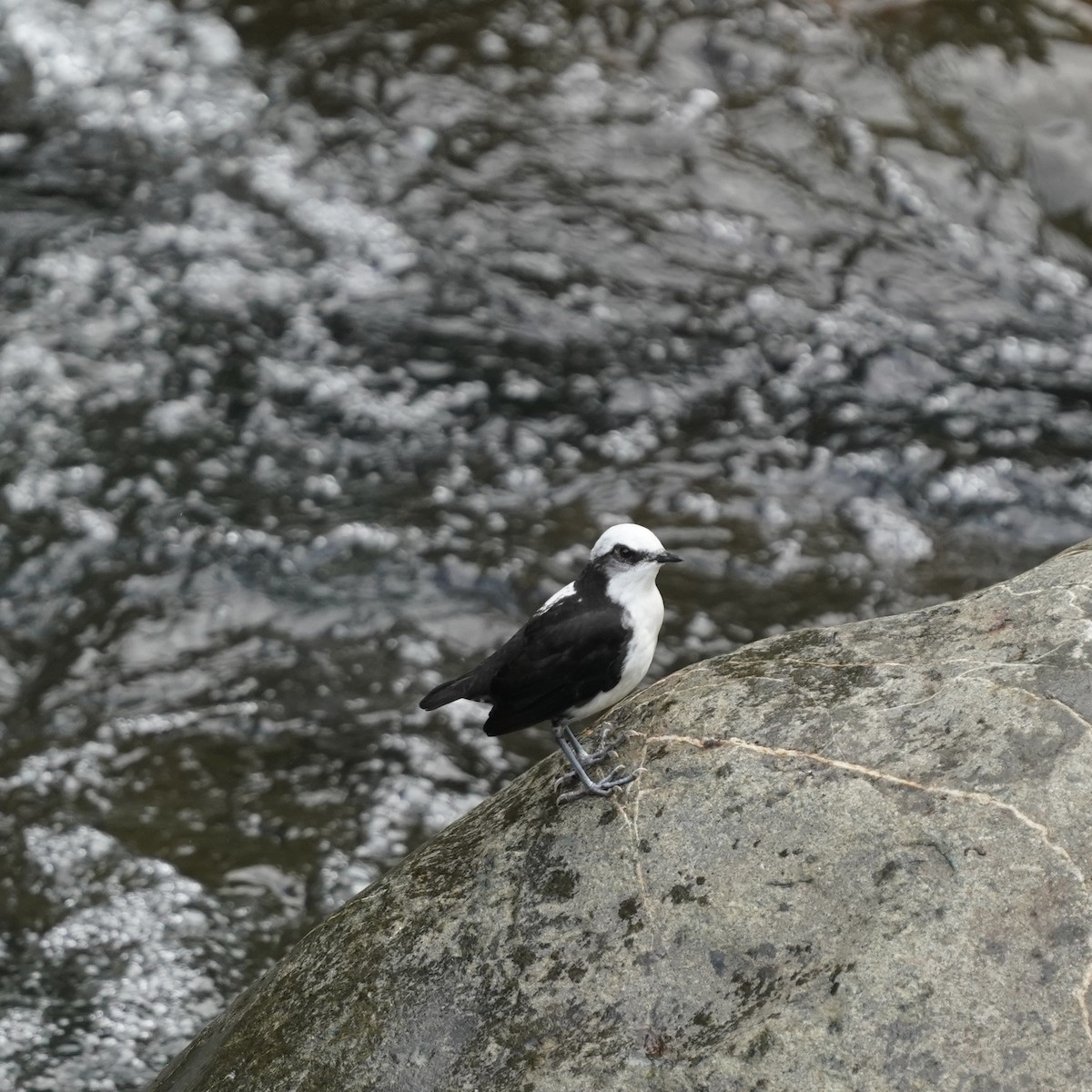 White-capped Dipper - ML646852256