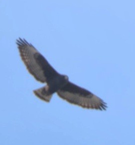 Short-tailed Hawk - ML646852258