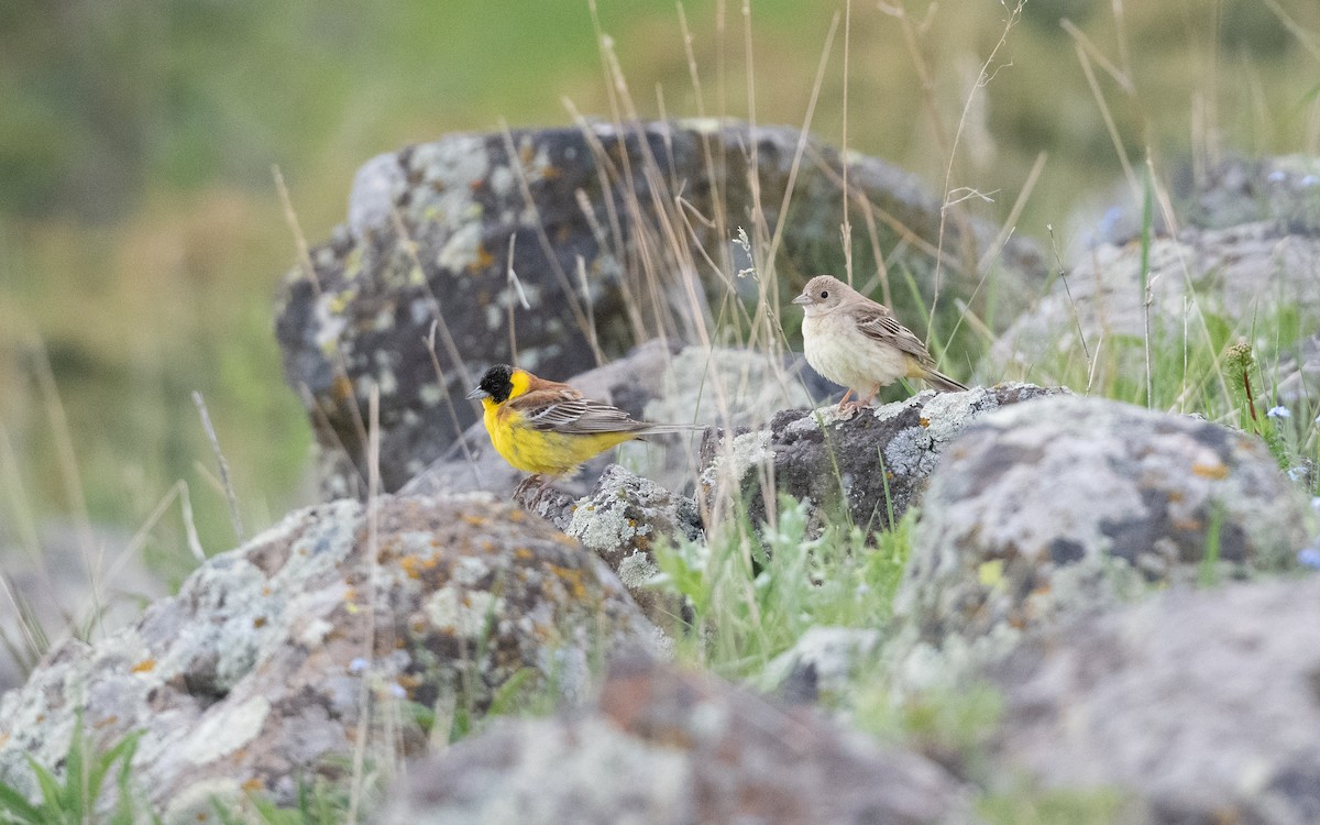 Хар толгойт хөмрөг - ML646852260