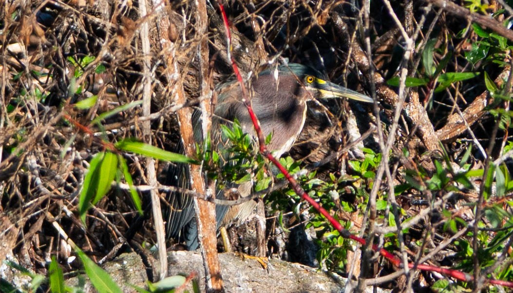 Green Heron - ML646852261