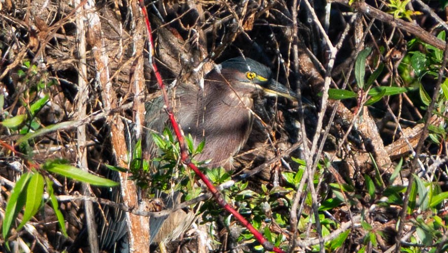 Green Heron - ML646852262