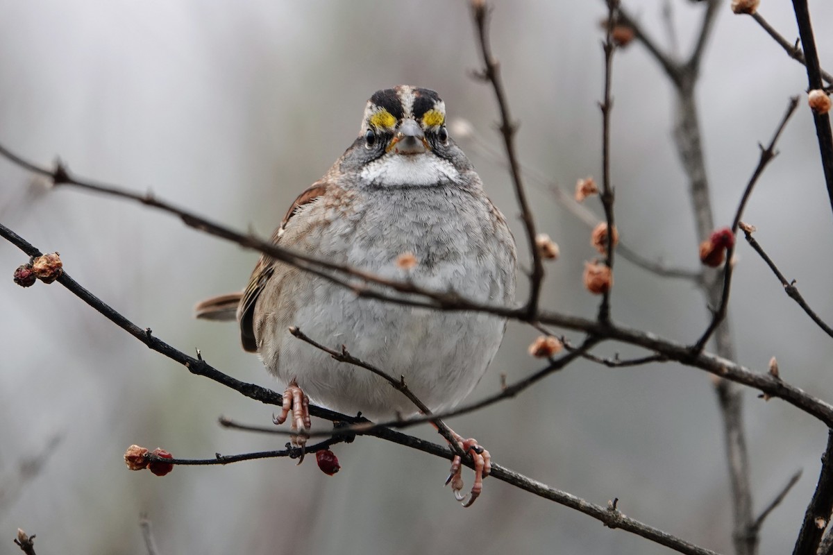 White-throated Sparrow - ML646852263