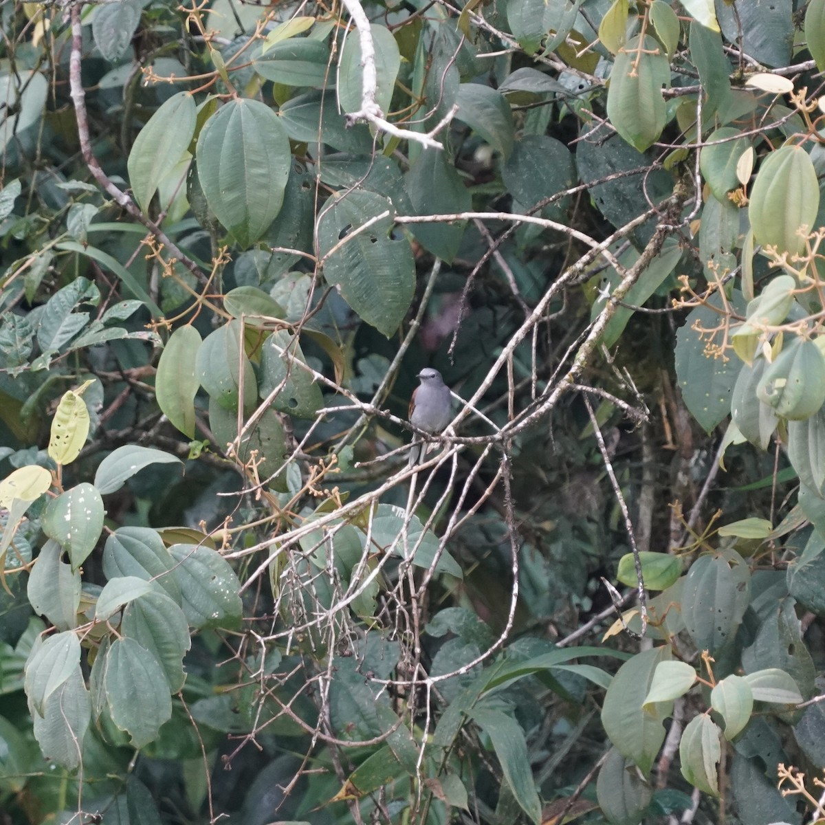 Andean Solitaire - ML646852264