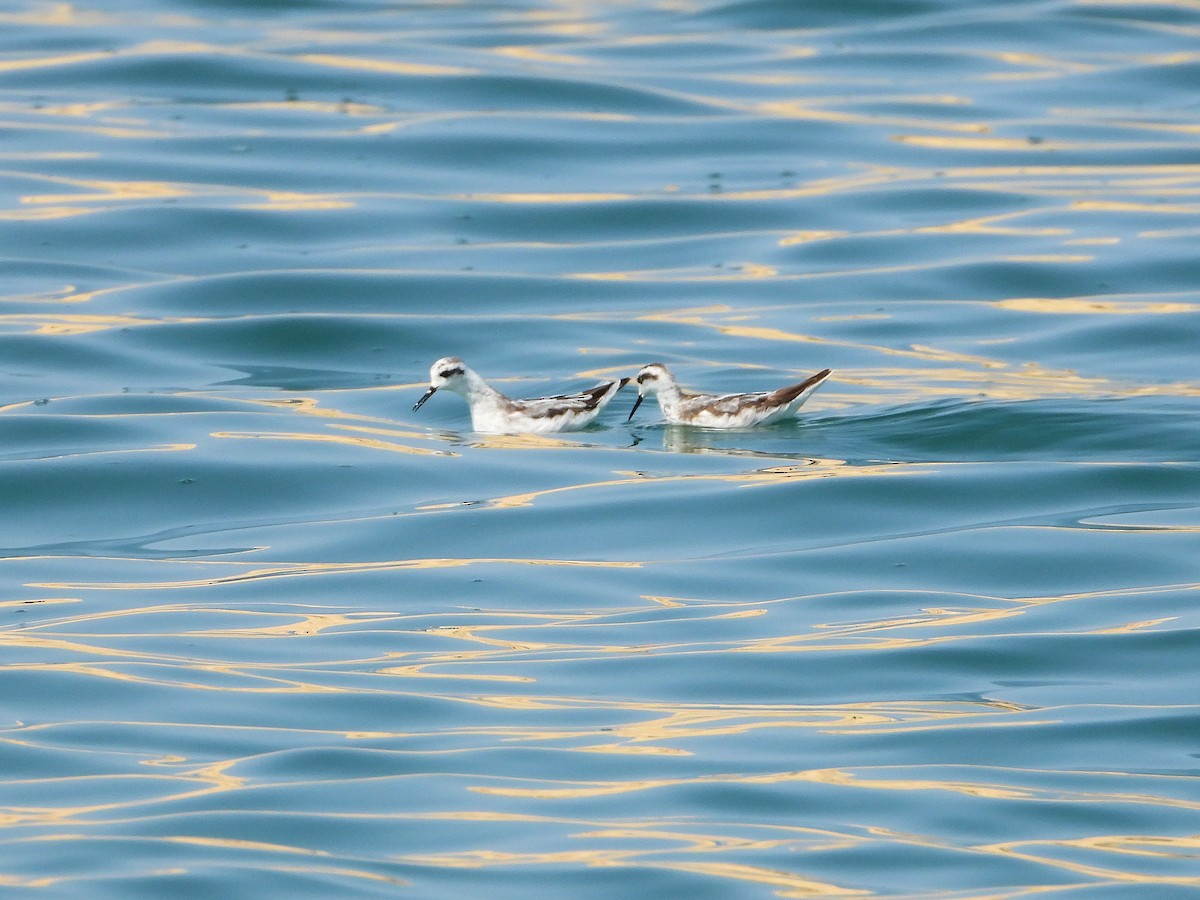 Red-necked Phalarope - ML646852265