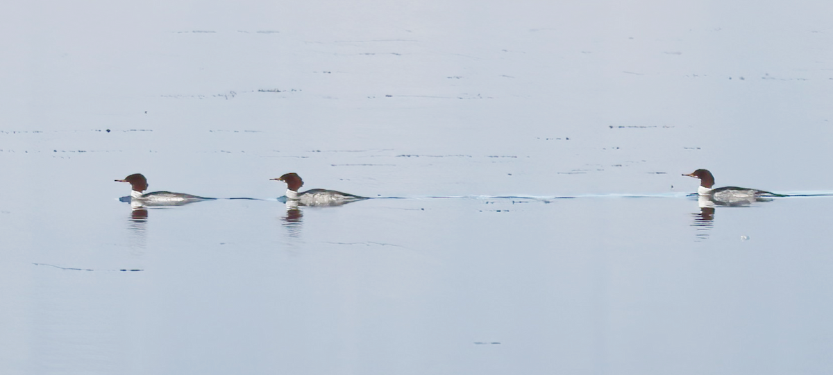 Smergo maggiore - ML646852266