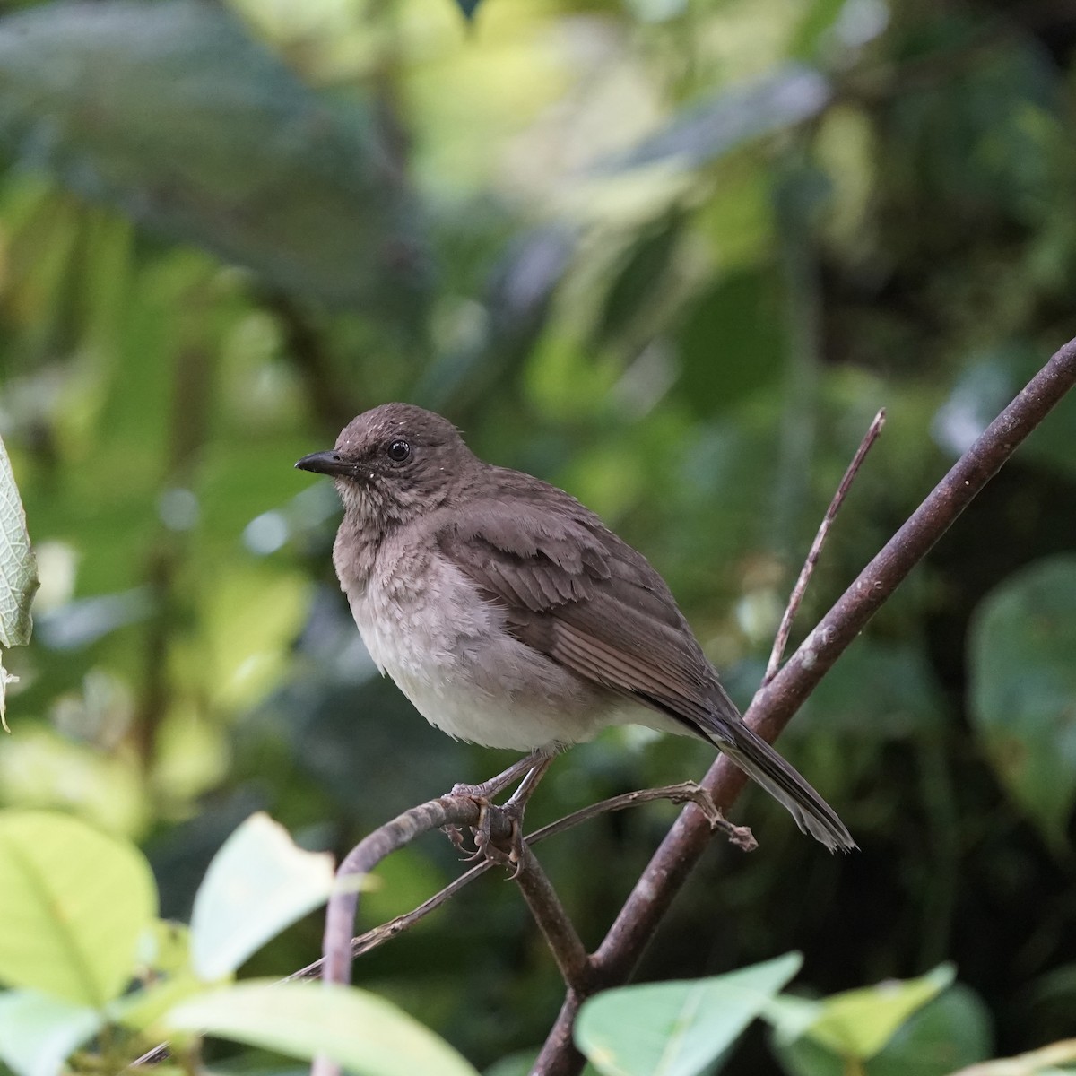 Zorzal Piquinegro - ML646852267