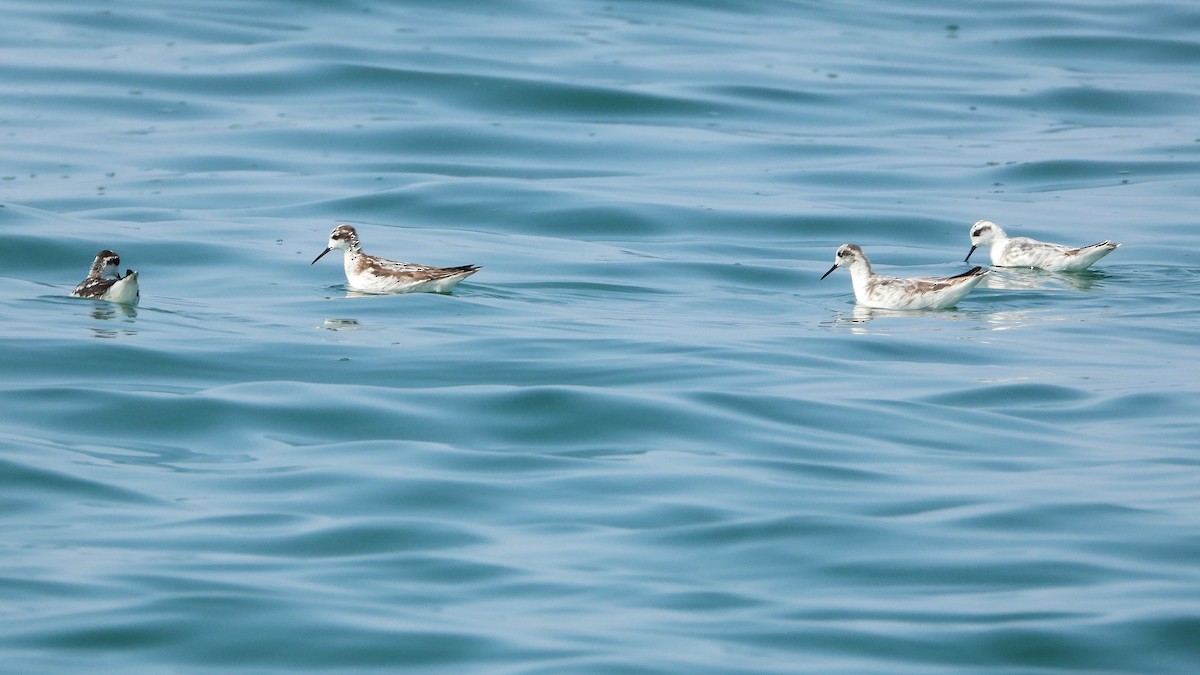 Red-necked Phalarope - ML646852278