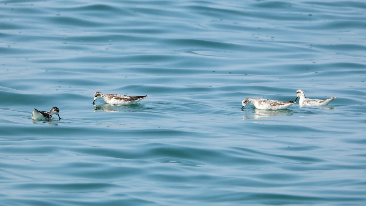 Red-necked Phalarope - ML646852279