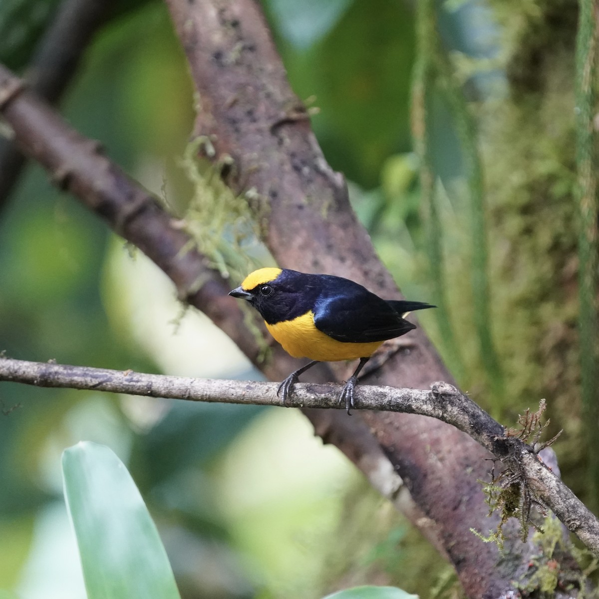 Orange-bellied Euphonia - ML646852281