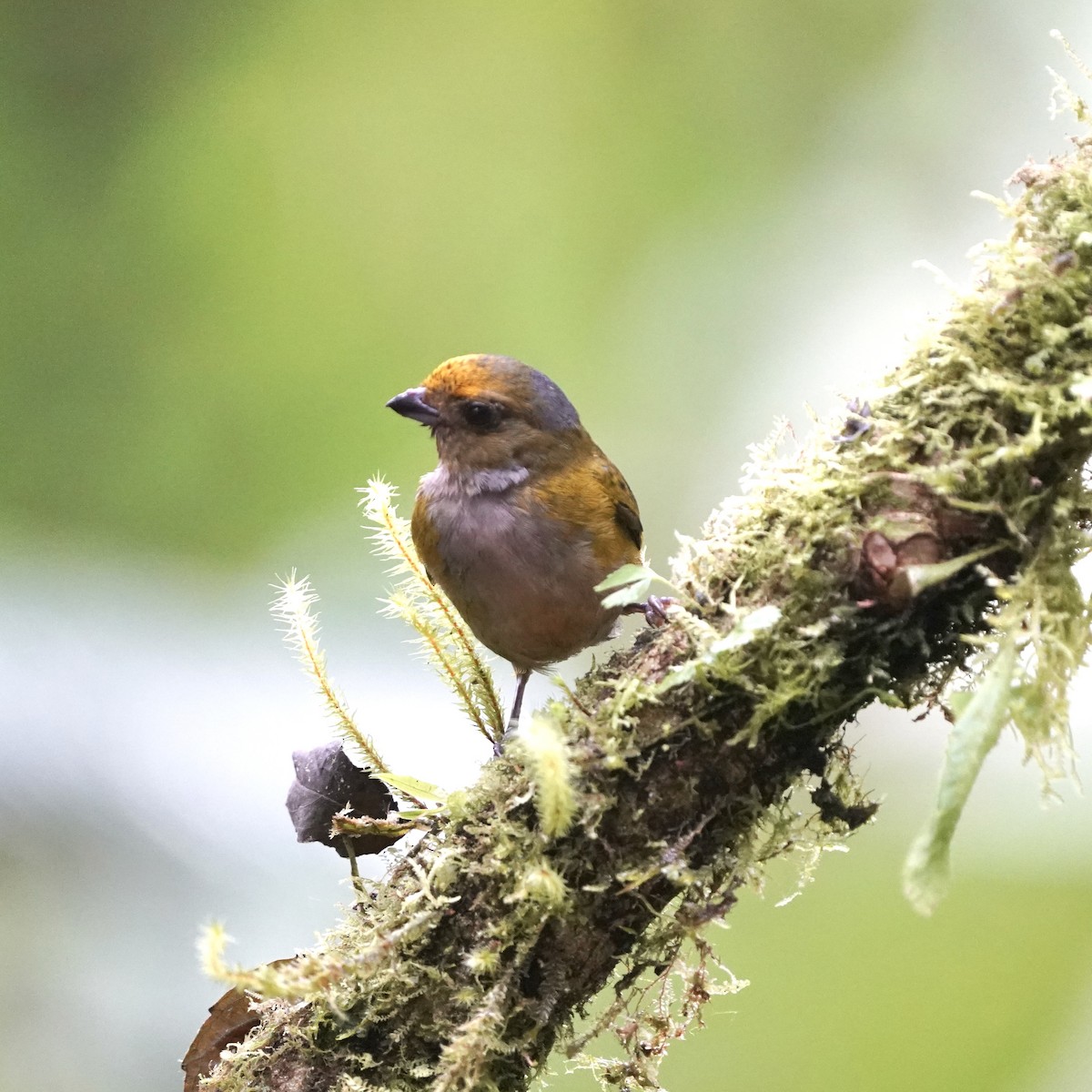 Orange-bellied Euphonia - ML646852282