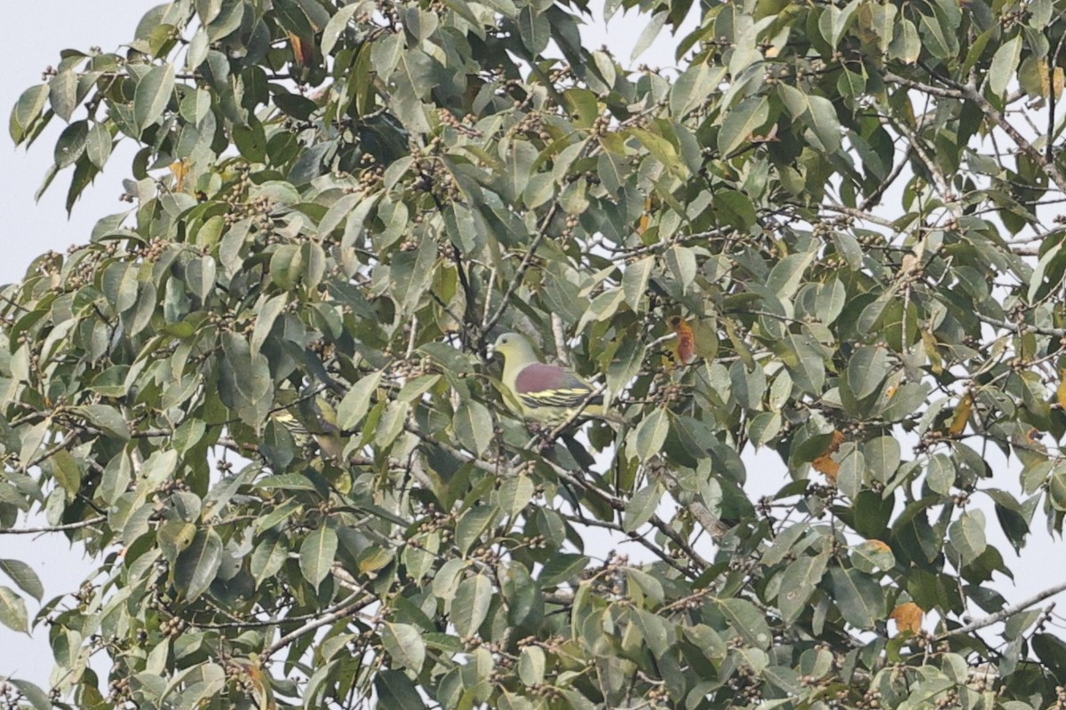 ハイビタイアオバト - ML646852283