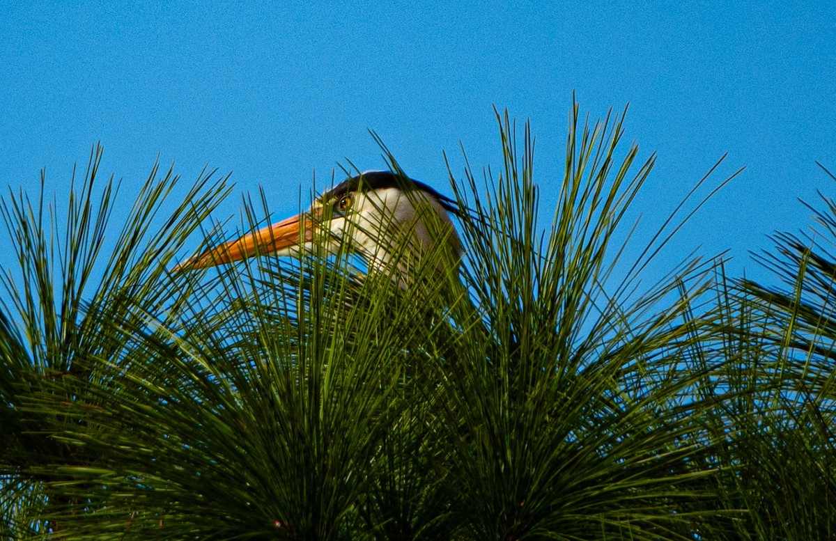 Great Blue Heron - ML646852285