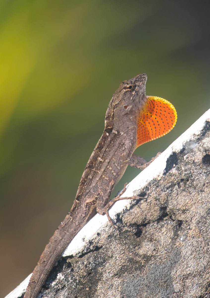 Brown Anole - ML646852288