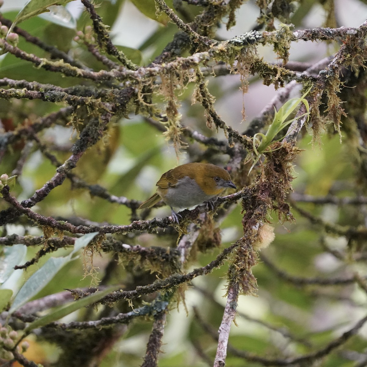 Yellow-throated Chlorospingus - ML646852290