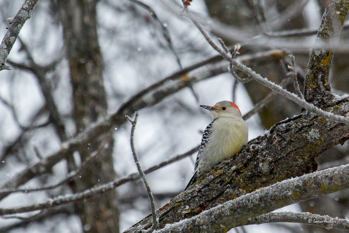 Red-bellied Woodpecker - ML646852294