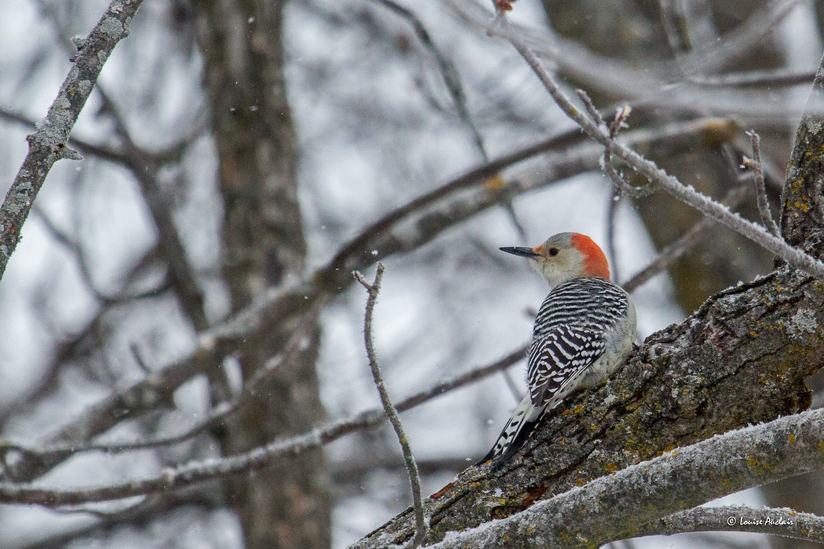 Red-bellied Woodpecker - ML646852295