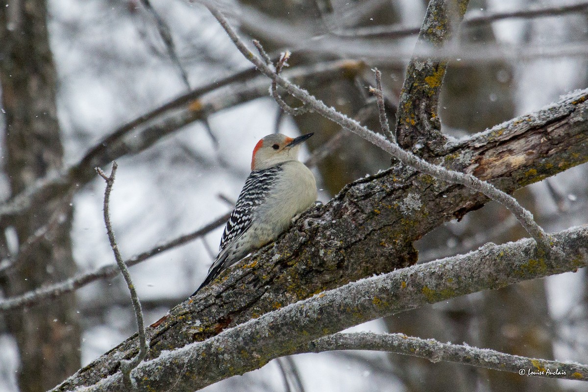 Red-bellied Woodpecker - ML646852296
