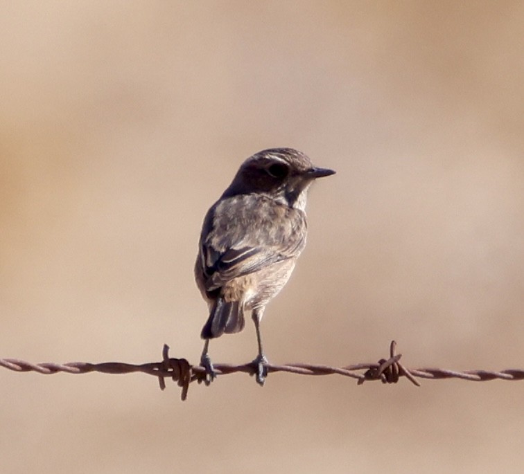 European Stonechat - ML646852297