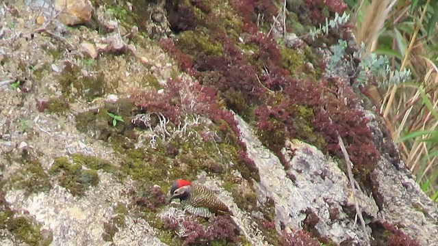 Чернобородый дятел - ML646852298