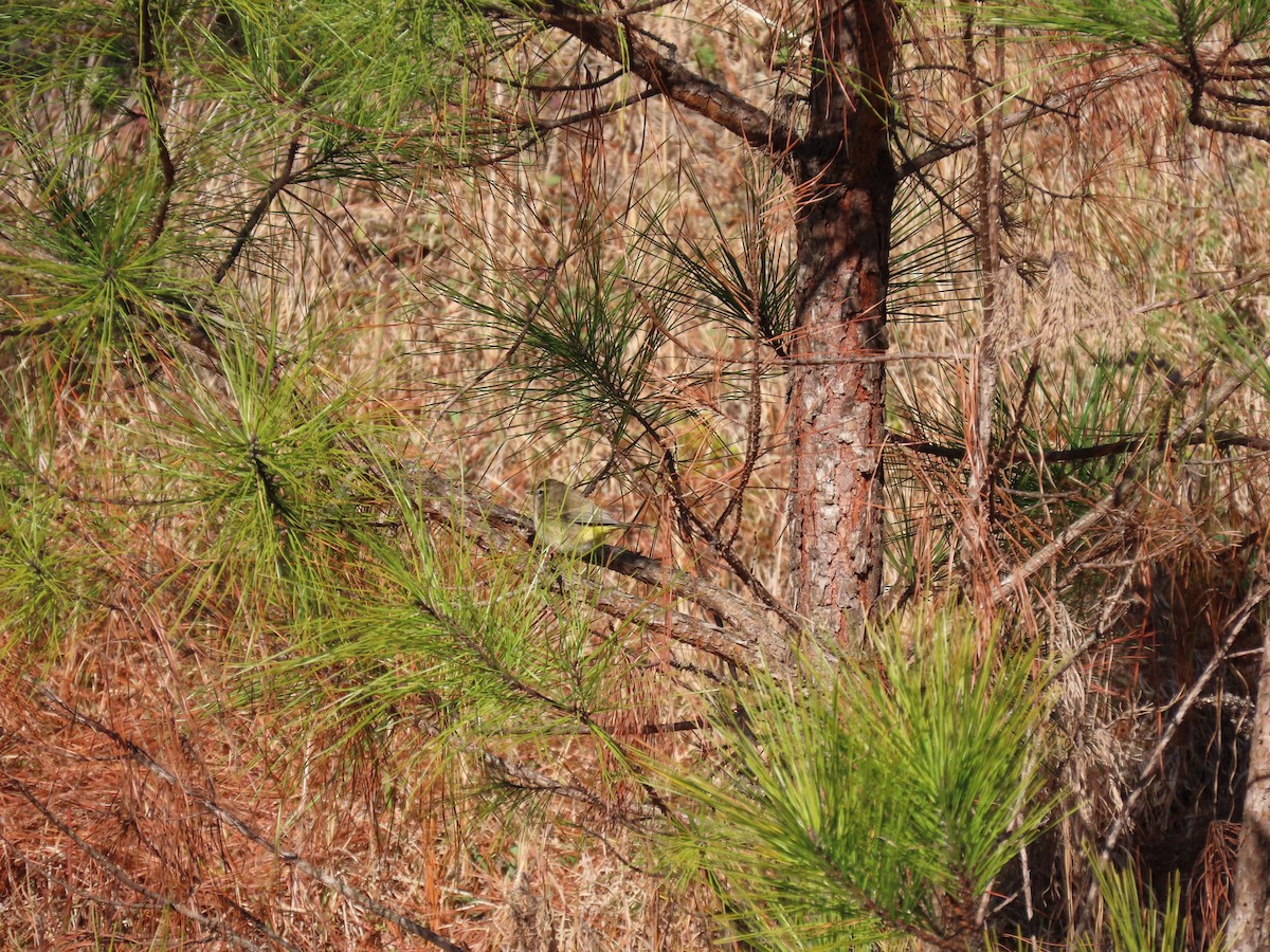 Palm Warbler (Western) - ML646852300