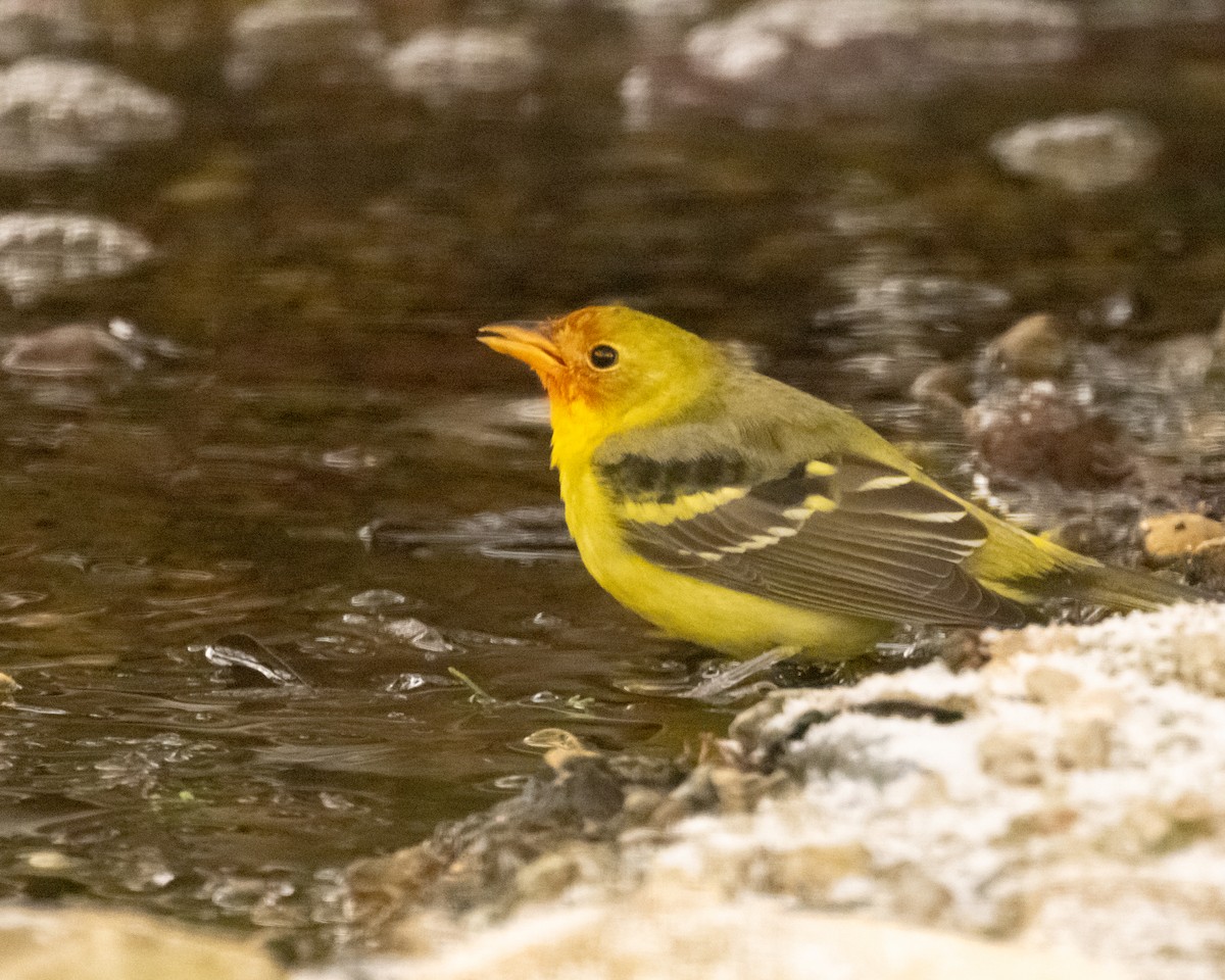 Western Tanager - ML646852301