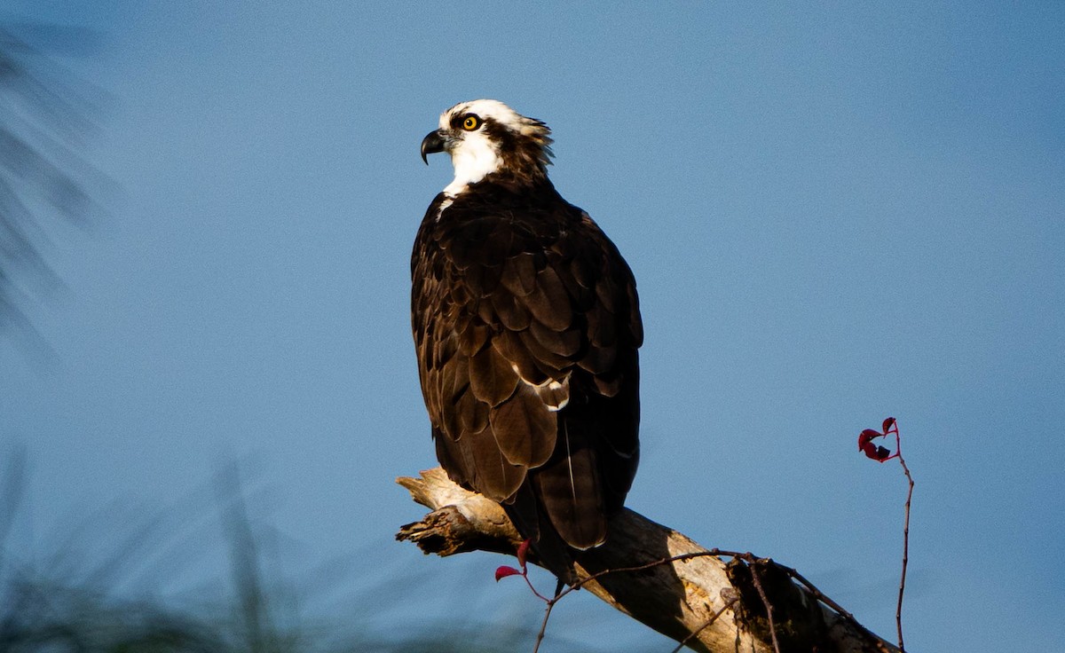 Загасч явлаг - ML646852302