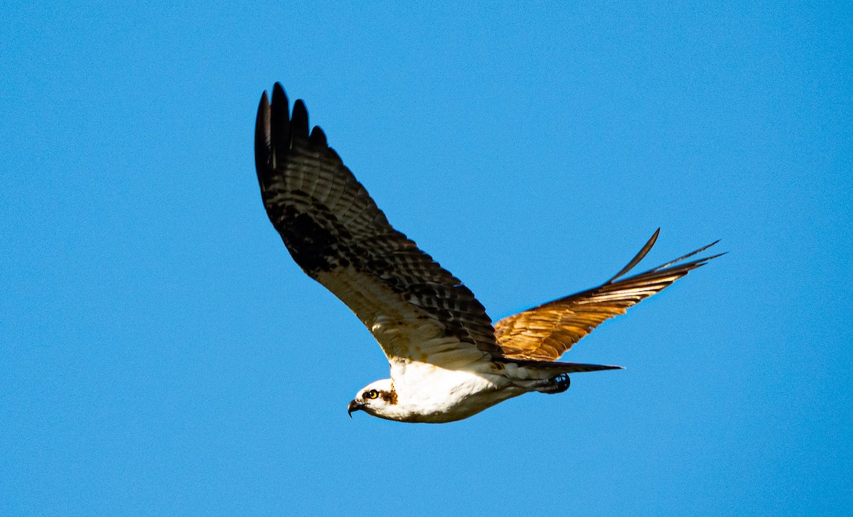 Загасч явлаг - ML646852303